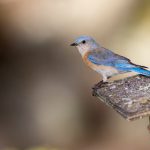 haijiao.con 41lp2eh8o